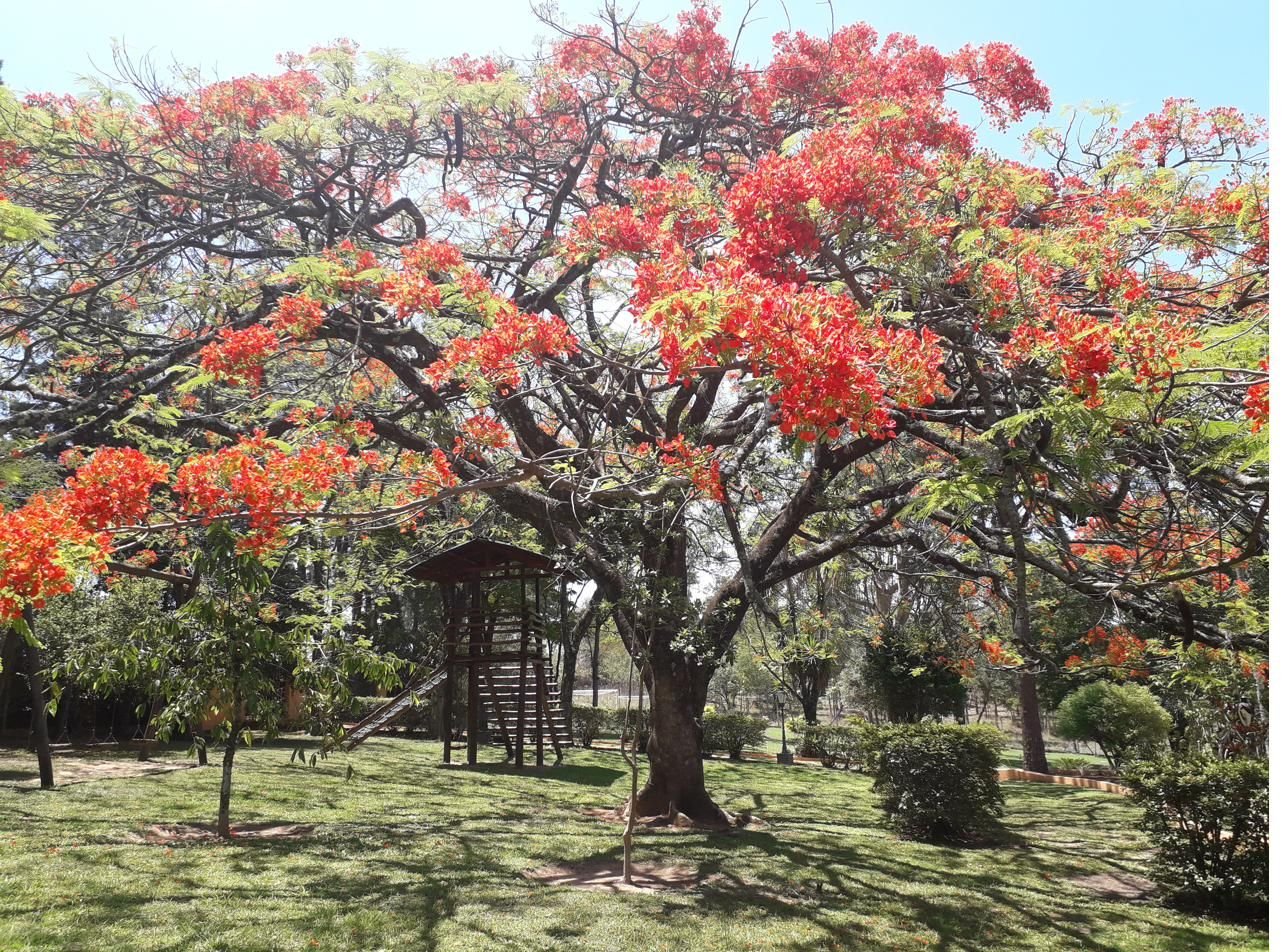 Flamboyant em flor