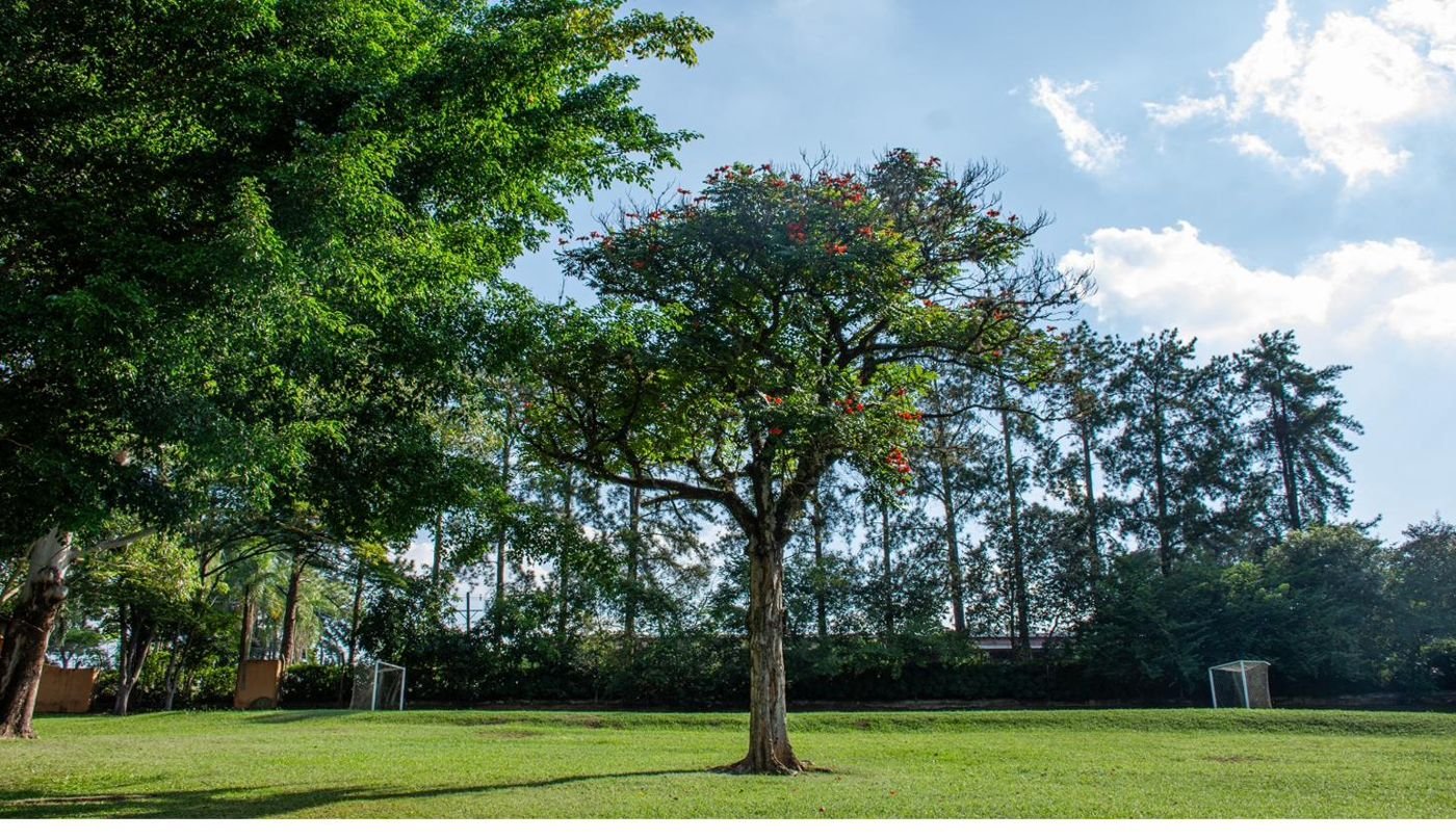 Amplo gramado